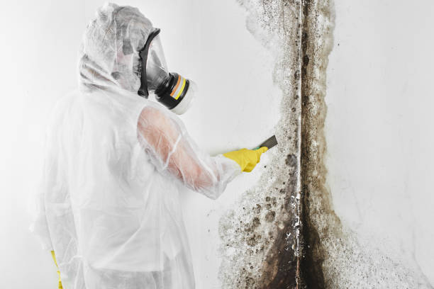 Best Health and Safety Mold Remediation in Thornville, OH