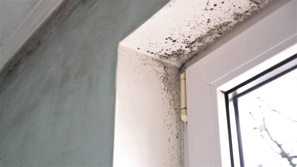 Best Post-Remediation Services in Thornville, OH