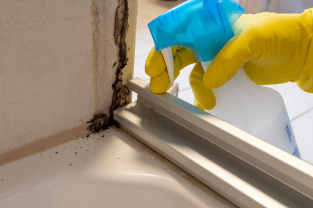 Best Basement Mold Remediation in Thornville, OH