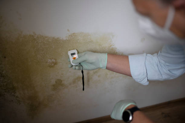 Best DIY Mold Remediation Support Services in Thornville, OH