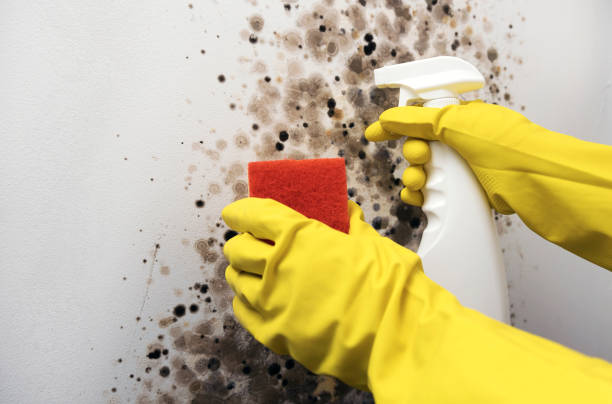 Best Mold Remediation for Specific Building Types in Thornville, OH