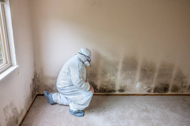 Best Black Mold Remediation in Thornville, OH
