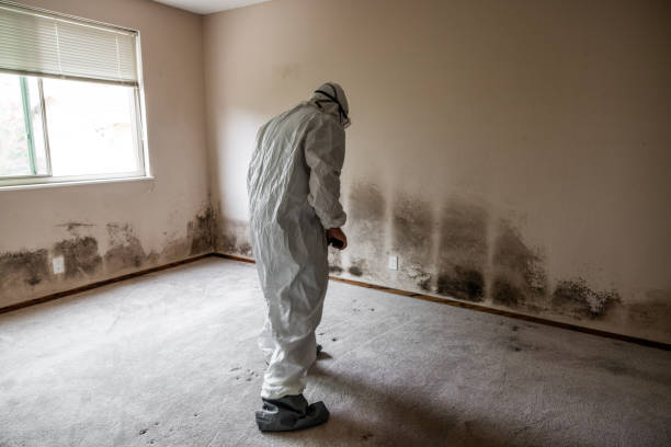 Best Mold Remediation for Schools in Thornville, OH