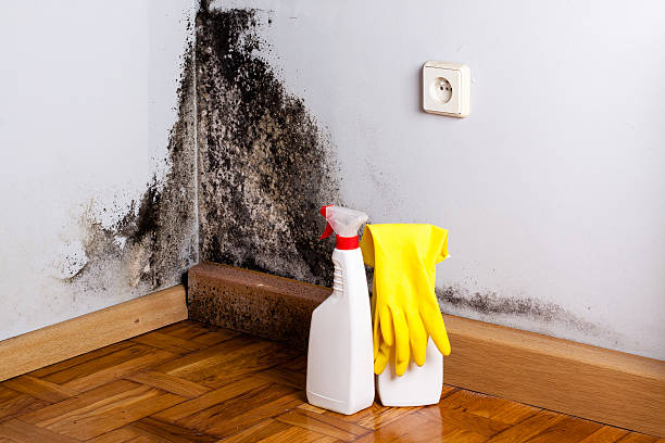 Best Post-Flood Mold Remediation in Thornville, OH