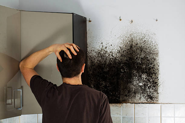 Best Crawl Space Mold Remediation in Thornville, OH