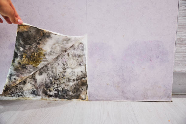 Best Preventive Mold Services in Thornville, OH
